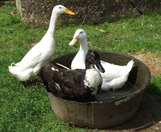 Ducks in washing up bowl